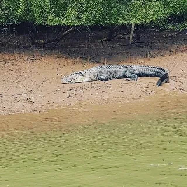 Crocodile Shoreline Rest